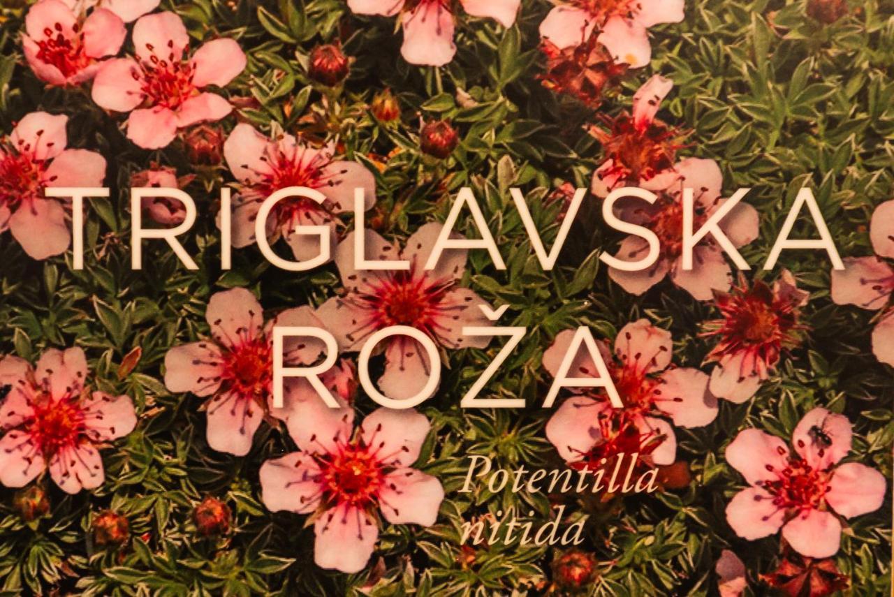 Apartmaji Alpski Cvet - Hisa Gorenc Bohinj Εξωτερικό φωτογραφία